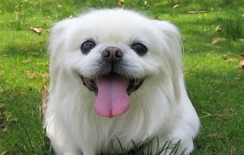 北京犬呕吐不吃东西的原因及处理方法