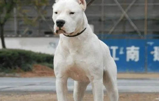 阿根廷杜高犬多少钱一只