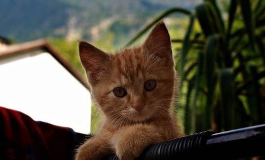 猫咪最近总是呕吐怎么办?