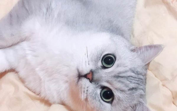 猫生小猫怎么帮助他