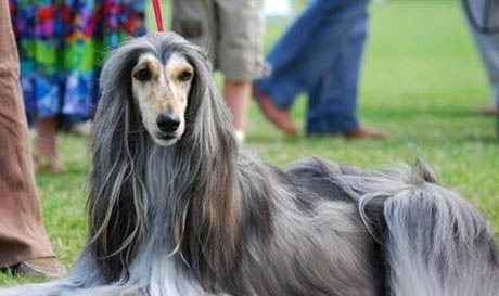 阿富汗猎犬多少钱一只