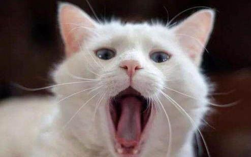 猫得猫传腹是什么原因
