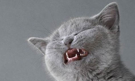 猫为什么喜欢喝人水杯的水