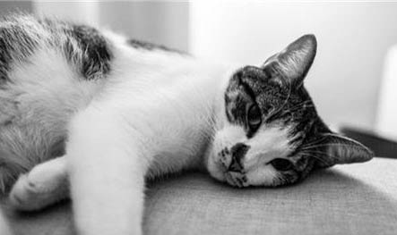 猫咪异瞳原因是什么