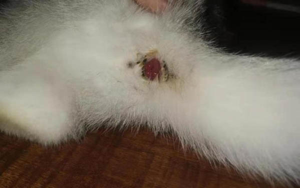 小猫害怕求饶的表现是什么