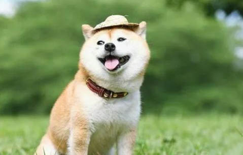 训练柴犬可以打吗
