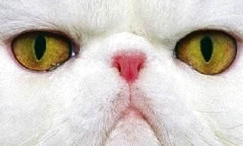 猫的呼噜声是什么意思,猫咪呼噜声代表什么