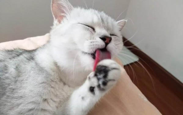 小猫一天吃多少猫粮