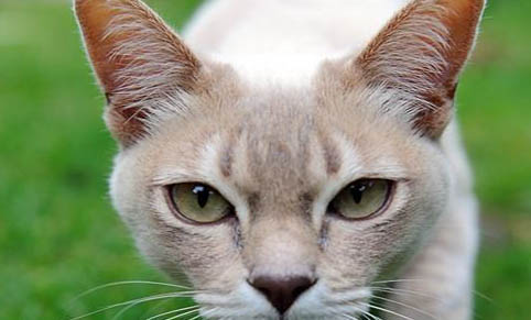 自己养的猫抓破皮要打针吗