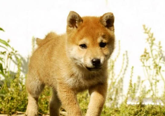 柴犬可以长多大