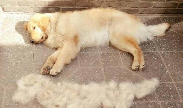 狗越来越瘦不吃东西只喝水
