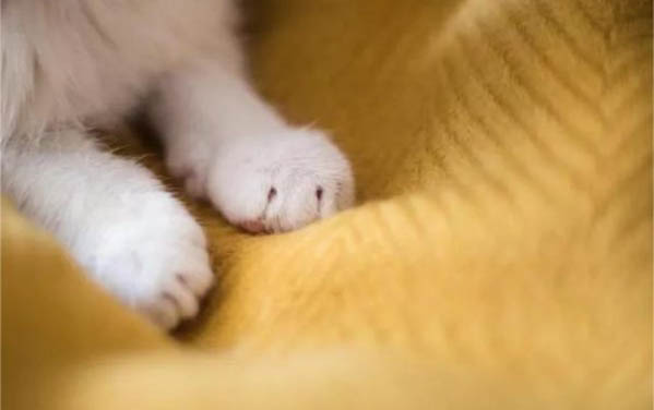 猫咪总是舔毛是怎么回事