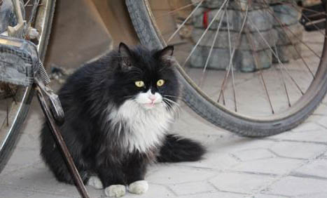 流浪猫会接近哪些人