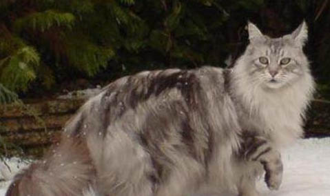 挪威森林猫脱毛是什么原因