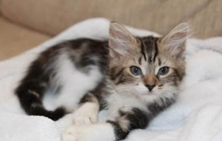 训练猫咪从几个月开始