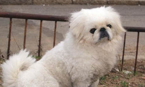 犬螨虫病症状