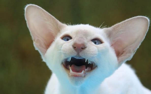 猫猫洗澡多久一次,注意事项有哪些