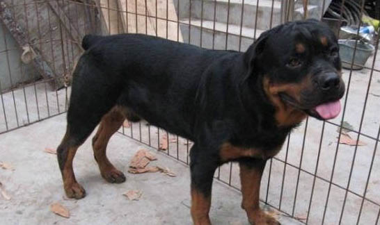 拳师犬和罗威纳哪个好
