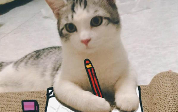 小猫叫不出声的原因