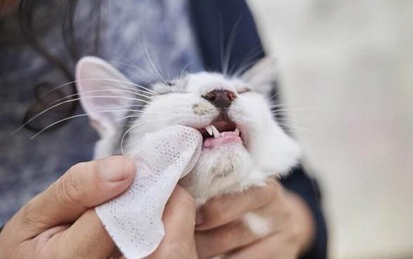 请问猫咪呕吐的原因及处理方法?