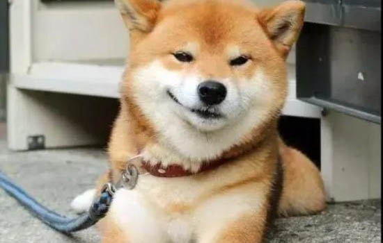 柴犬走丢可以认新主人吗