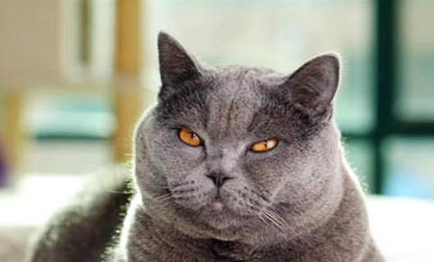 重点色短毛猫很凶怎么办