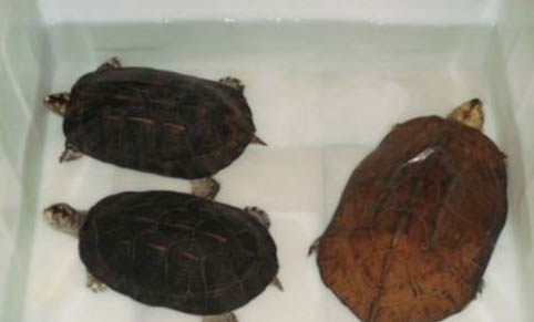 家养的小乌龟能活多久？