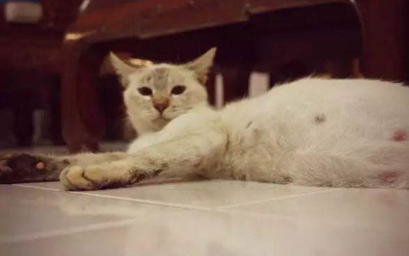 猫的品种有哪些?