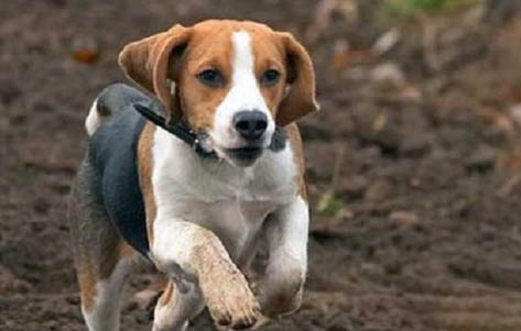 比格犬可以吃什么食物