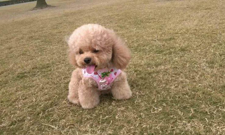 家养小型犬养哪种比较好