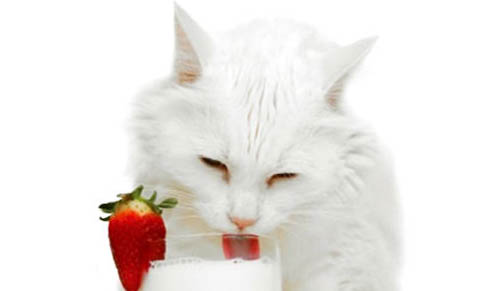 猫喝水多正常吗?