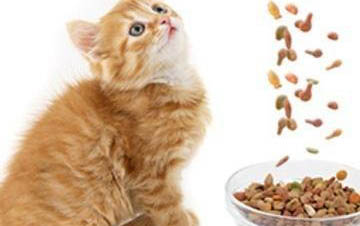 猫为什么不喜欢橘子的味道