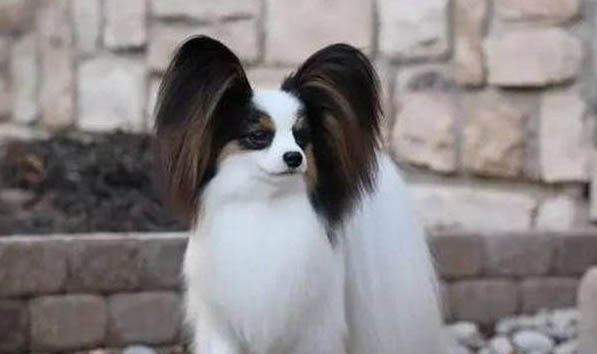 蝴蝶犬的优缺点?