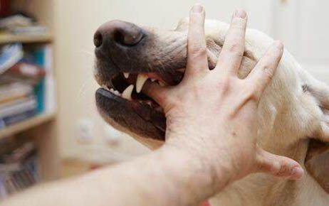如何判断狗狗是不是得了犬瘟病毒