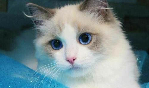 猫咪祖先