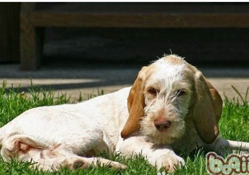 狗狗发烧呕吐是犬瘟症状吗？