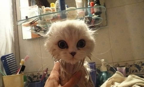 猫咪死了不闭眼怎么办