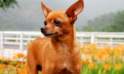 小鹿犬为什么没人养?