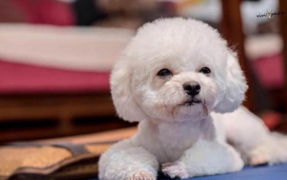 狗狗和猪的智商谁高?