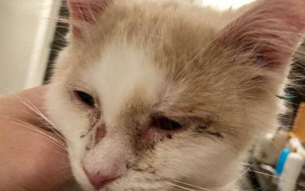 猫咪零食罐头多久吃一次?