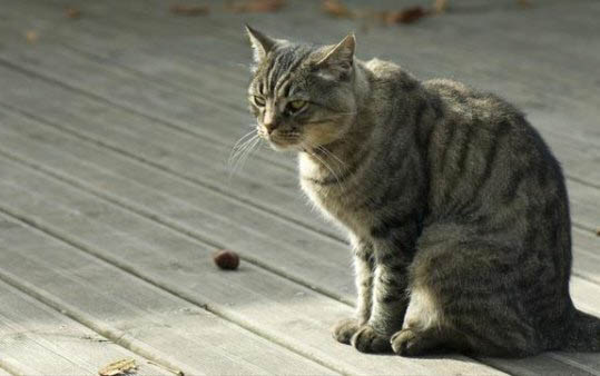 猫咪的指甲裂开是什么原因