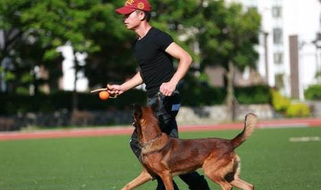 哪里有宠物训犬学校