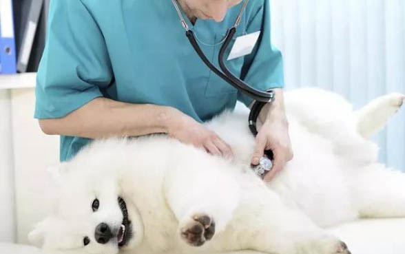 狗狗跟人一起睡的危害