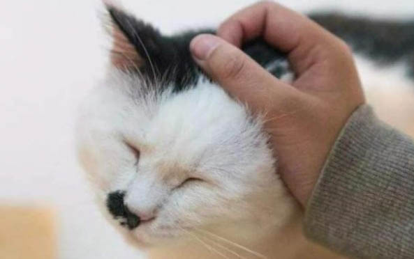 两个月小猫太脏了怎么办