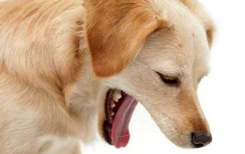 狗狗呼吸道感染可以自愈吗