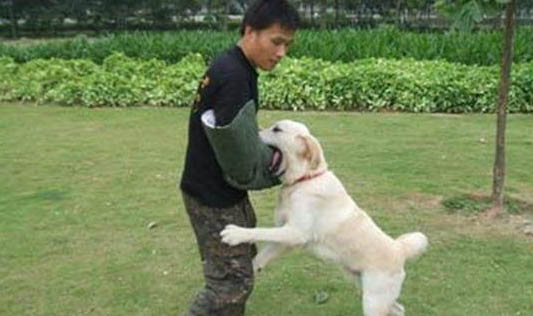 怎么引导狗狗在外面拉屎？
