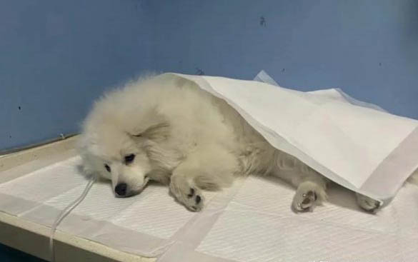 为什么狗狗更喜欢一个人