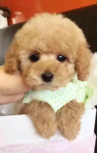 安静不叫的狗有哪些品种?