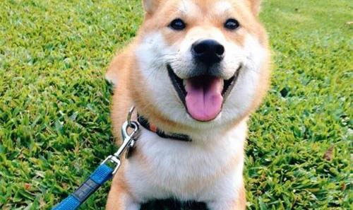 狗狗可以吃奶油雪糕吗