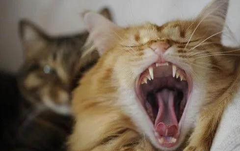 猫瘟引起的口腔溃疡用什么药